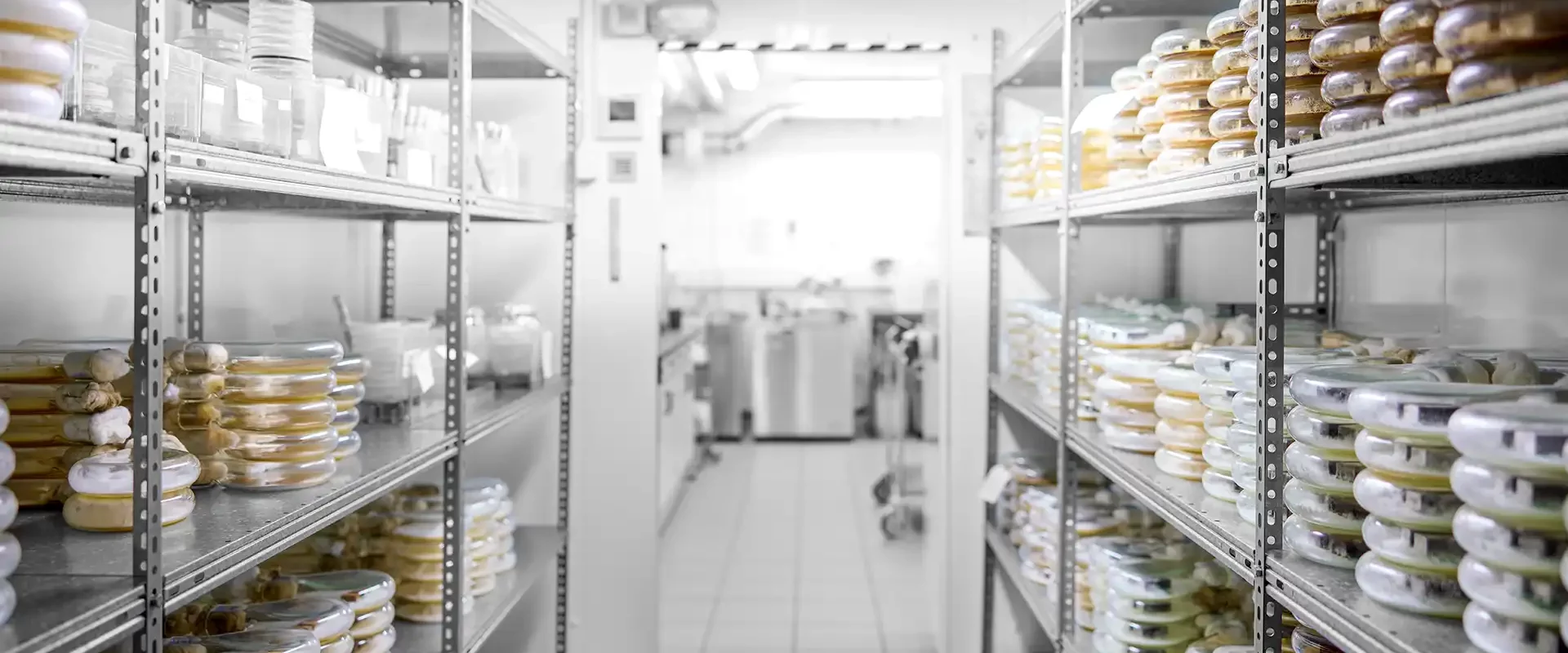 Climate chamber of a biological laboratory with metal shelves full of specimens for biological mould tests
