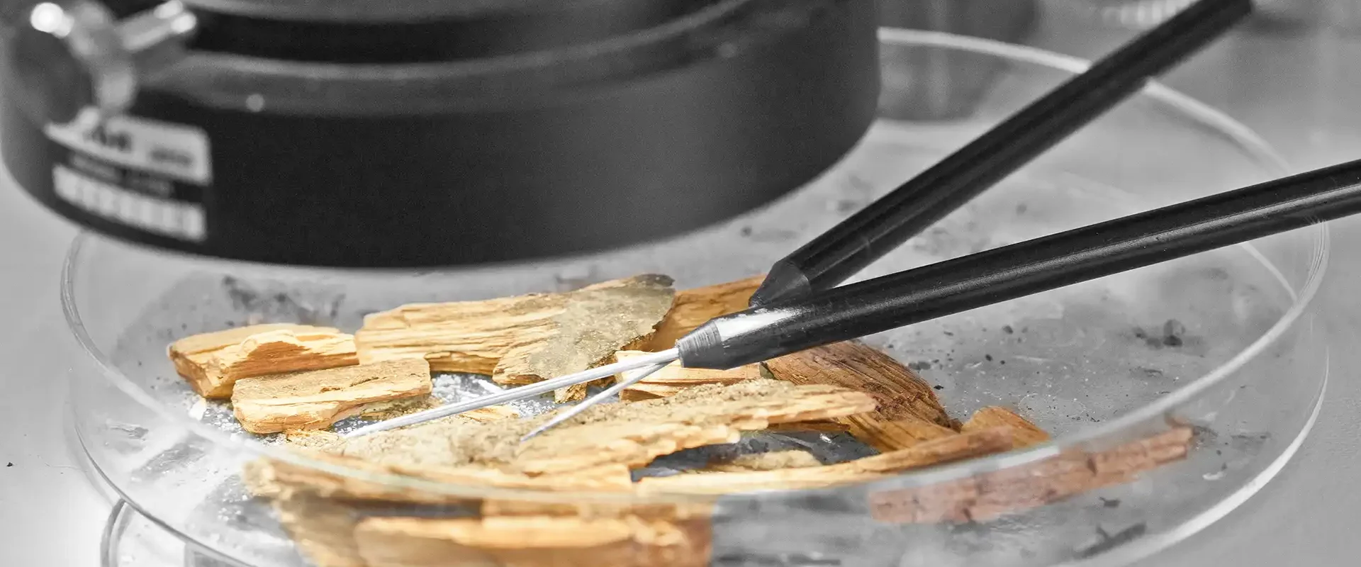Mikroskop mit Petrischale: Holzsplitter werden mit feinen Präpariernadeln untersucht – mikrobiologische/biologische Schadensanalyse, z. B. Pilzbefall von Holz.
