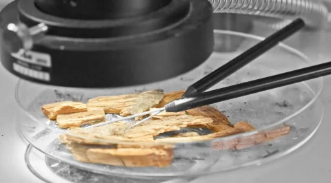 Microscope with a Petri dish: wood fragments probed with fine dissecting needles—microbiological/biological damage analysis, e.g., fungal decay in wood.