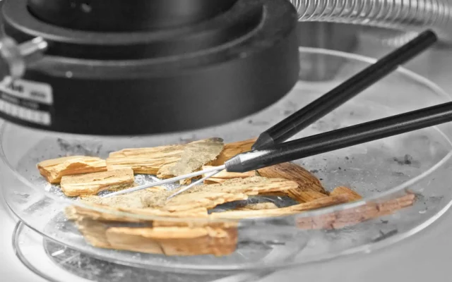 Mikroskop mit Petrischale: Holzsplitter werden mit feinen Präpariernadeln untersucht – mikrobiologische/biologische Schadensanalyse, z. B. Pilzbefall von Holz.